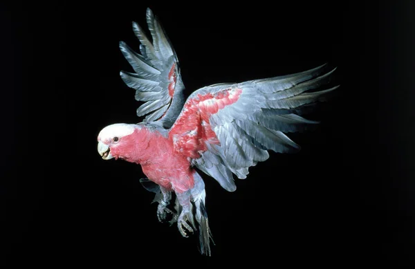 Galah, eolophus roseicapilla, Adult in Flight against Black Background — Stock Image Galah Eolophus Roseicapilla Adult Flight Black Background Royalty Free Stock Images