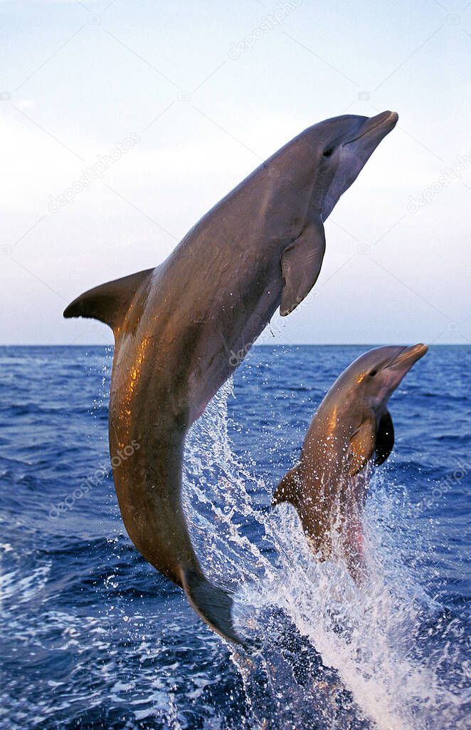 Bottlenose Dolphin, tursiops truncatus, Adults jumping, Coast near Honduras 