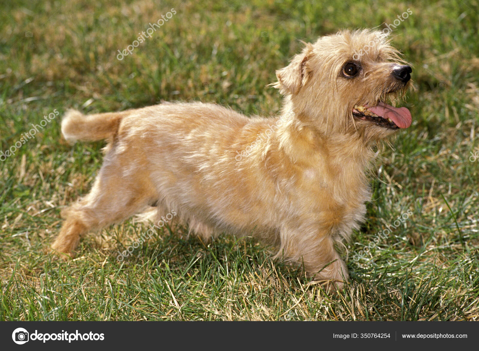 Norfolk Terrier Dog Standing Grass Stock Photo Image By C Slowmotiongli Norfolk Terrier Dog Standing Grass Stock Photo Image By C Slowmotiongli