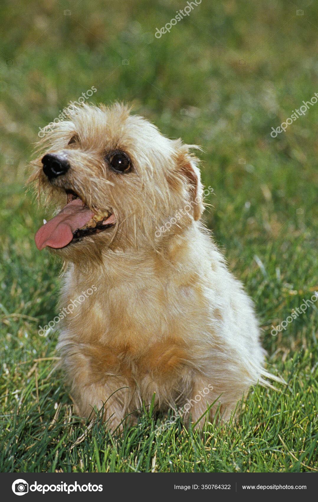 95 Norfolk Terrier Pictures Norfolk Terrier Stock Photos Images Depositphotos