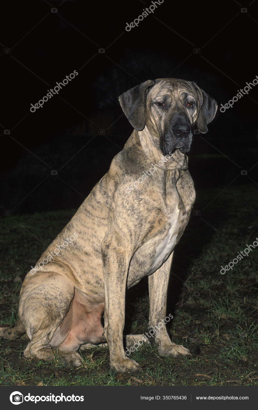 Fila Brasileiro Raça Cachorro Brasil Masculino Sentado fotos, imagens de ©  slowmotiongli #350765436