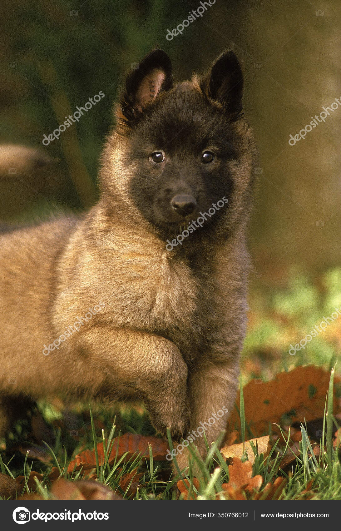 Tervueren Perro Pastor Belga Cachorro Pie Sobre Hierba — Foto de