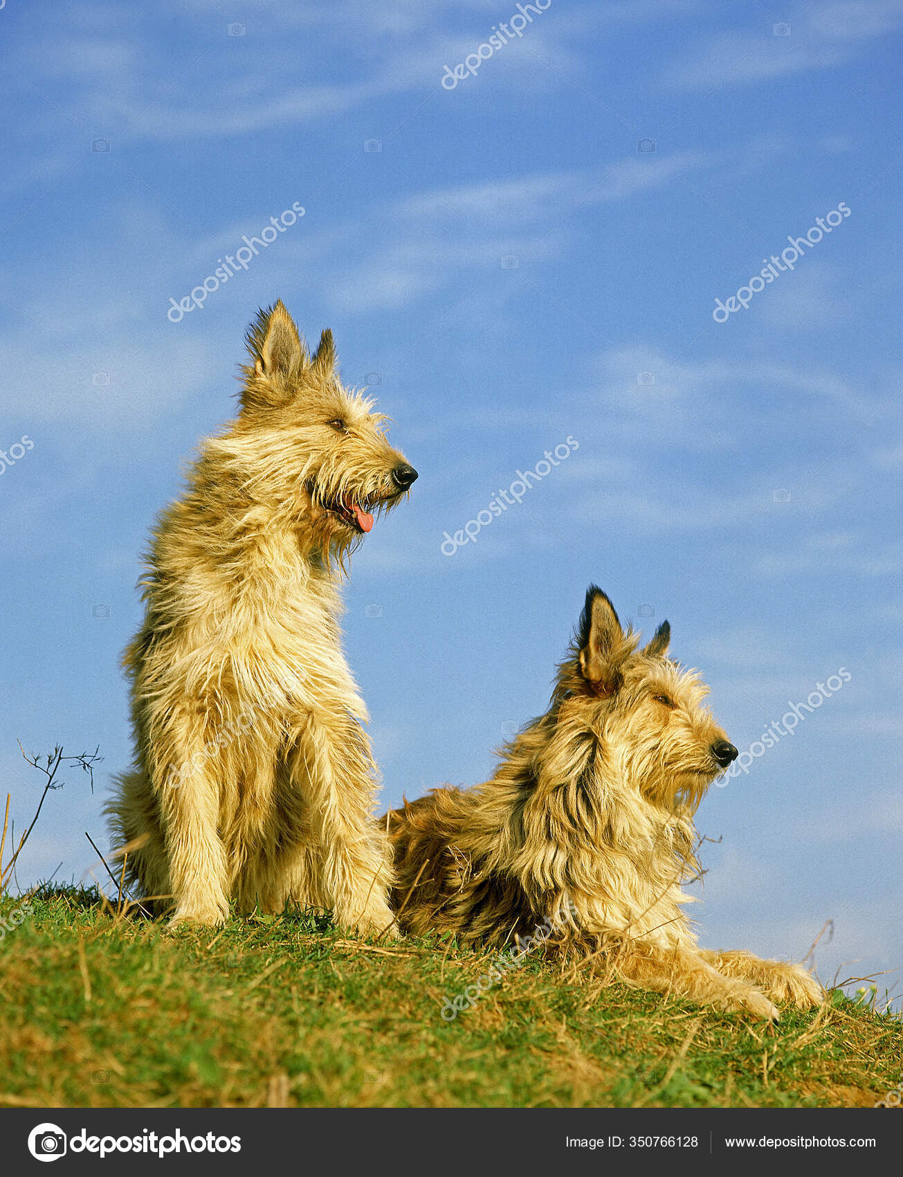 Picardy Shepherd Dog Mother Pup — Stock Photo © slowmotiongli