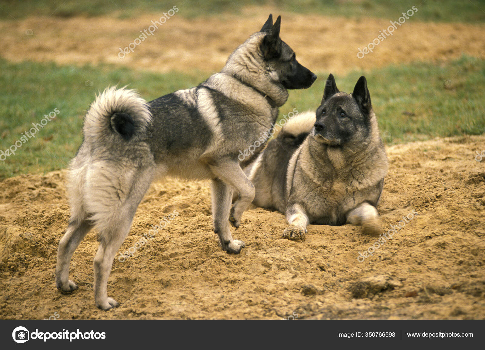 Nordic elkhound store
