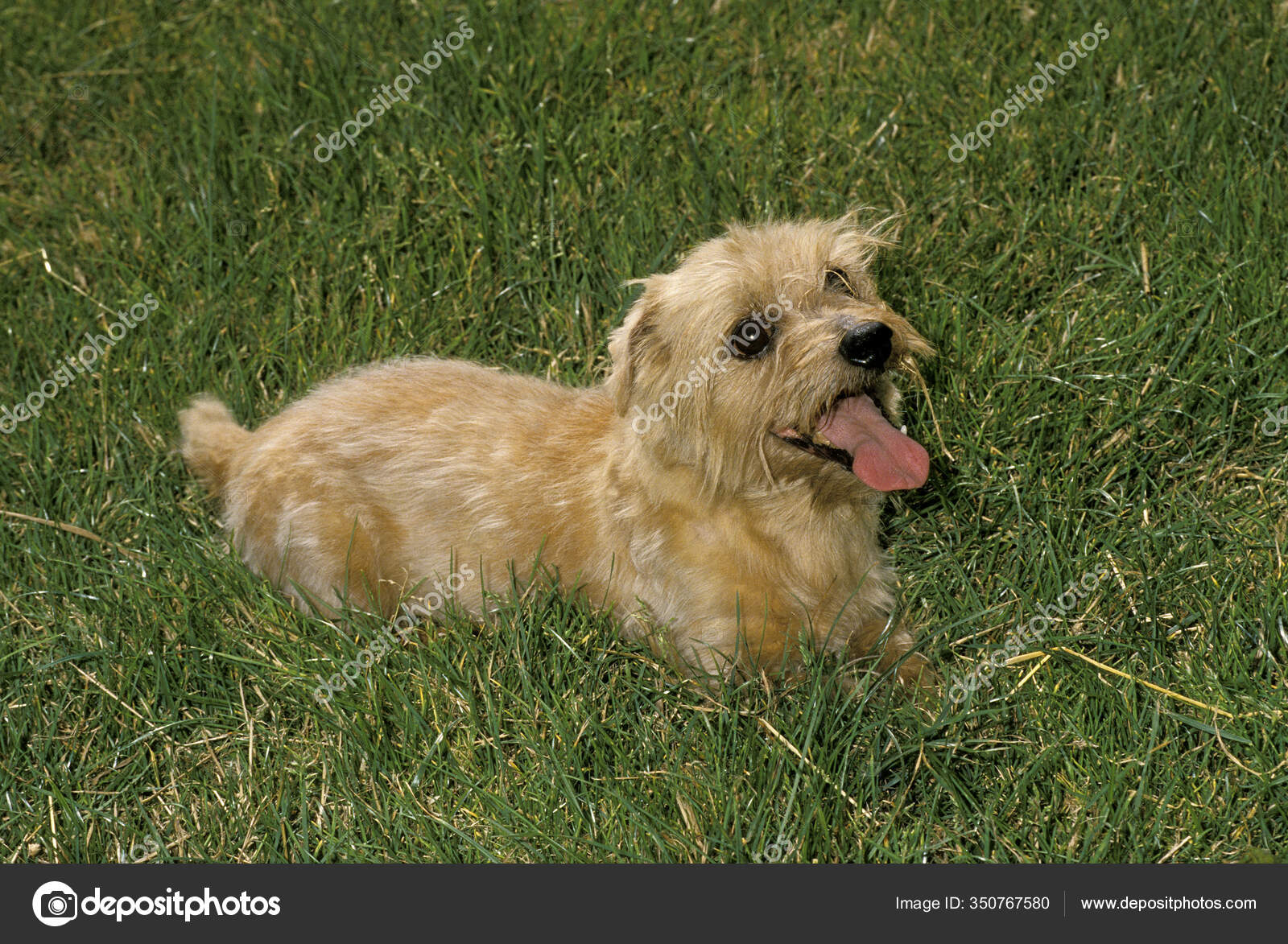 Norfolk Terrier Dog Standing Grass Stock Photo By C Slowmotiongli