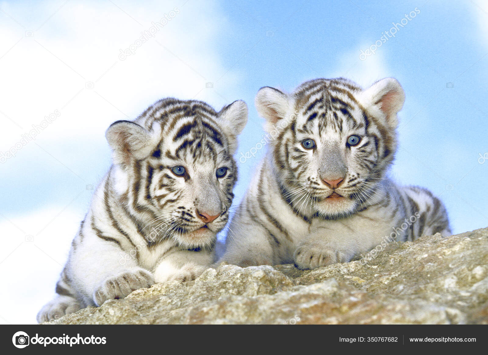 White Tiger Panthera Tigris Cub — Stock Photo © slowmotiongli #350767682, image size:1600x1165