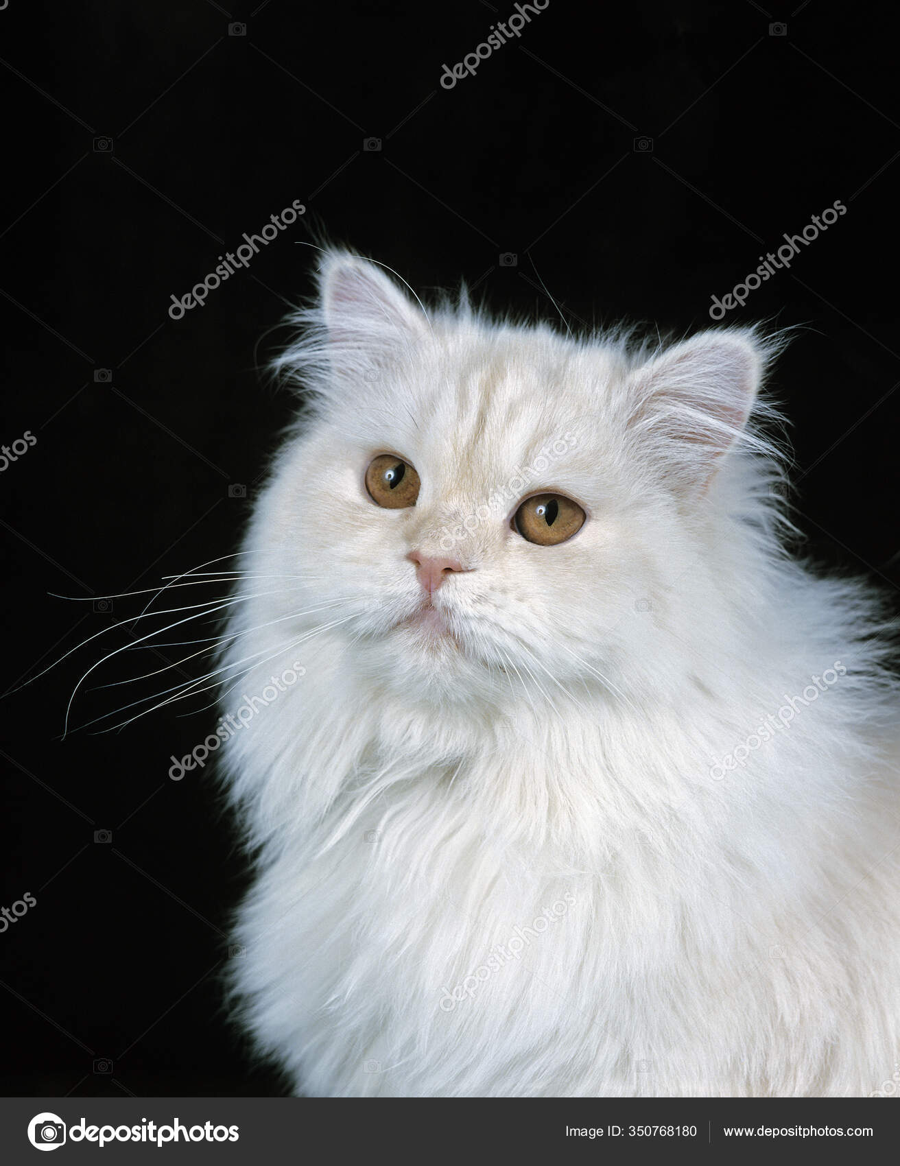 Shell Persian Cat Images Libres De Droit Photos De Shell Persian Cat Depositphotos