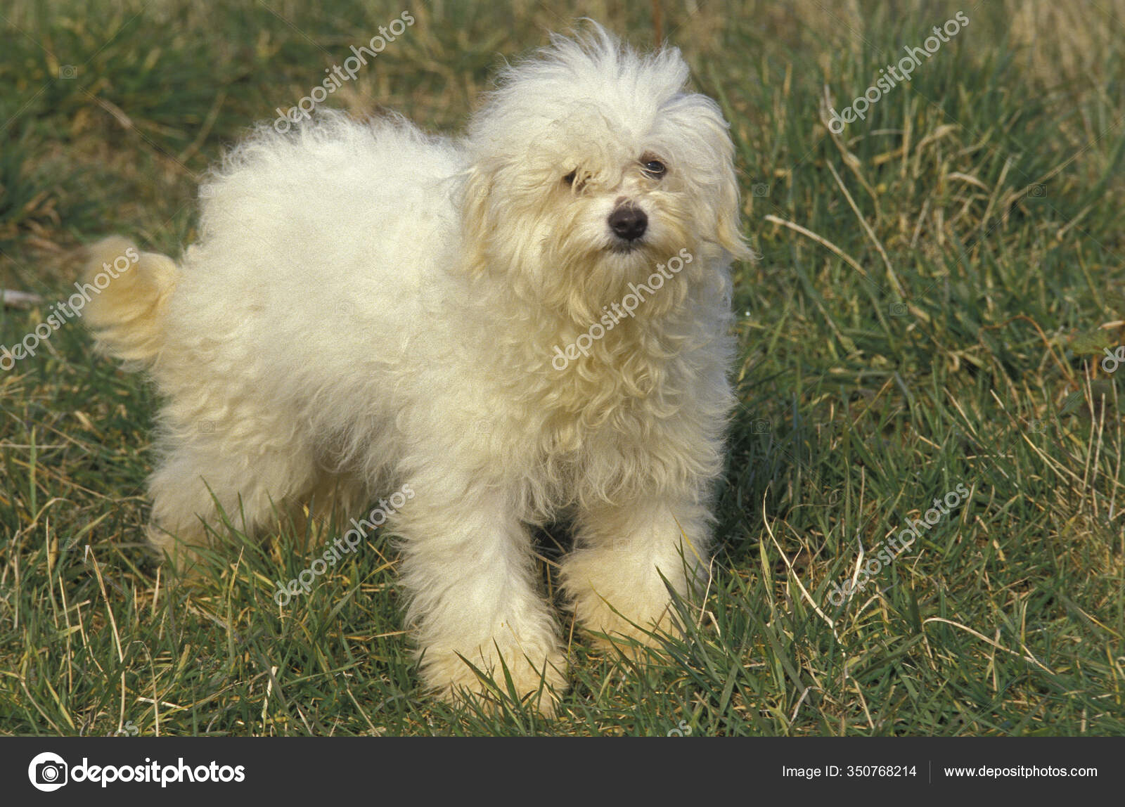 Dog Breeds Bolognese Dog Lifespan Bolognese Bichon Dog Standing