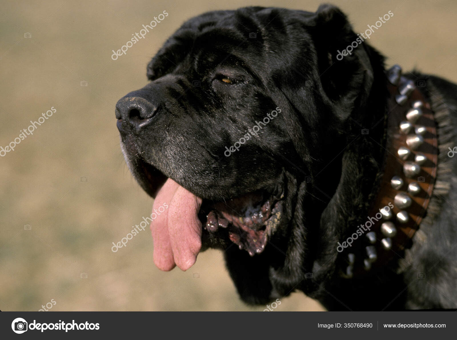 Cão Mastim Napolitano Raça Padrão Velho Com Orelhas Cortadas fotos
