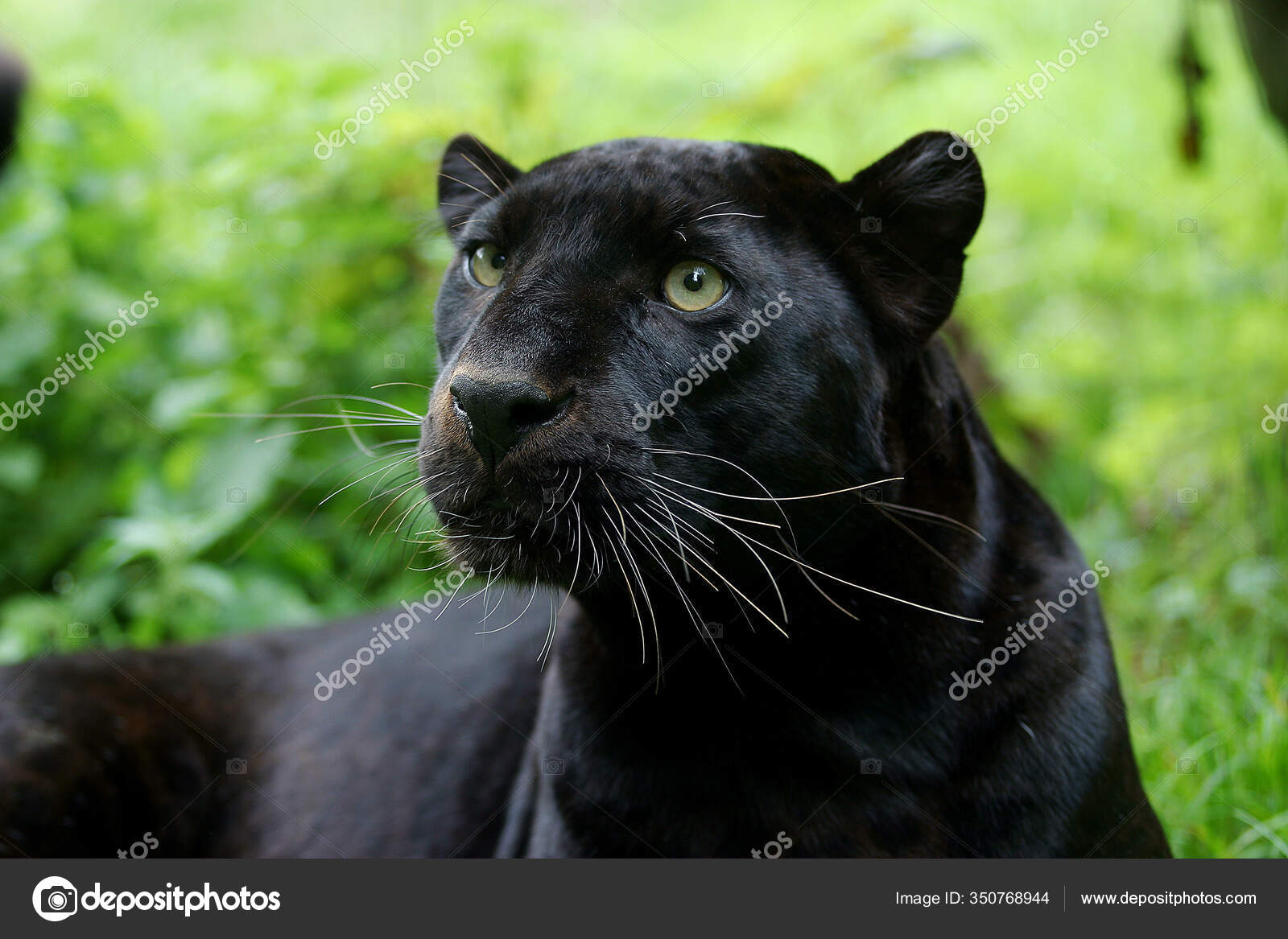 Black panther animal Stock Photos, Royalty Free Black panther animal Images  | Depositphotos