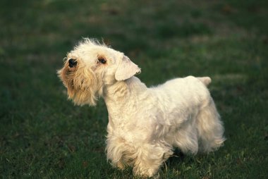Sealyham Terrier Köpeği Çimlerin üzerinde duruyor 