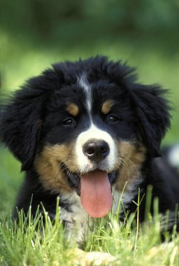 Bernese Dağ Köpeği, Dilsiz Yavru 