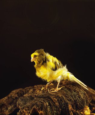 Parisian Frilled Canary, serinus canaria, Adult  clipart