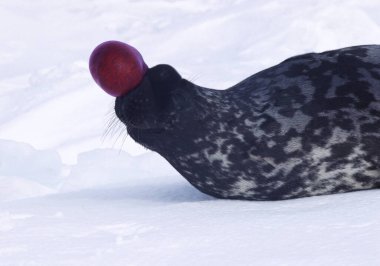 Kapüşonlu fok, cystophora cristata, Ice Floe üzerinde duran erkek kaput ve zar tehdit edildiğinde saldırganlık göstergesi ve üreme mevsimi boyunca Kanada 'nın Quebec kentindeki Magdalena Adası' nda uyarı olarak kullanılır. 