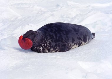 Kapüşonlu fok, cystophora cristata, Ice Floe üzerinde duran erkek kaput ve zar tehdit edildiğinde saldırganlık göstergesi ve üreme mevsimi boyunca Kanada 'nın Quebec kentindeki Magdalena Adası' nda uyarı olarak kullanılır. 
