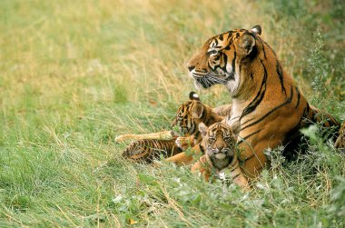 Sumatran Kaplanı, Panthera Tigris Sumatrae, Yavru Anne  
