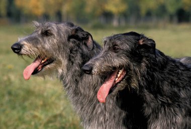 İskoç Deerhound, Dilsiz Yetişkin Köpeğin Portresi  