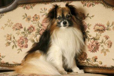Phalene ya da Continental Toy Spaniel, Koltukta oturan köpek  