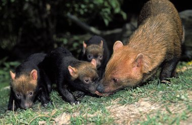 Bush Dog veya Sirke Tilkisi, Speothos Venaticus, Anne with Cub 