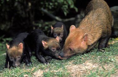 Bush Dog or Vinegar Fox, speothos venaticus, Mother with Cub  clipart