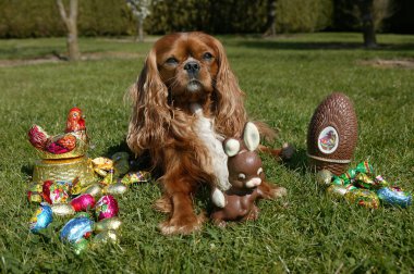 Paskalya 'da Şövalye Kral Charles Spaniel 