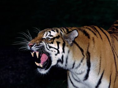 Sibirya Kaplanı, Panthera Tigris Altaica, Yetişkin Hırıltısının Portresi, Savunma Duruşu  