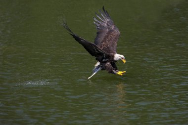Kel Kartal, haliaeetus leucocephalus, suyun üstünde uçarken olgunlaşmamış, balık tutan  