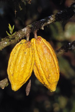 Cacao Tree, theobroma cacao, Branch with Cocoa Fruit, Mexico    clipart