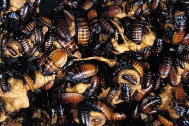 Madagaskar Dev tıslayan hamamböceği, Gromphadorhina alametleri  