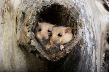 Fındık faresi, muskardinus avellanarius, Yuva Çifti, Normandiya  