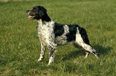 Brittany Spaniel Çimlerin üzerinde duran köpek 