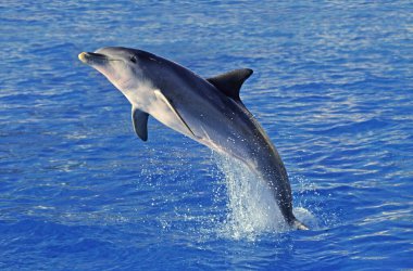 Şişe Burunlu Yunus, Tursiops Truncatus, Yetişkin Sıçrayışı   