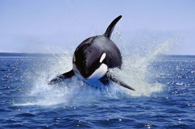 Katil Balina, Orcinus Orca, Yetişkin Sıçraması, Kanada  