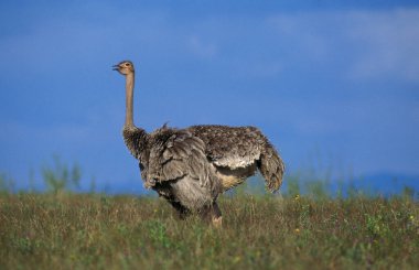 Devekuşu, struthio camelus, kadın, Kenya 'daki Masai Mara Parkı  