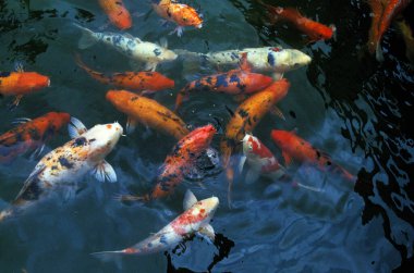 Koi Carp, cyprinus carpio 