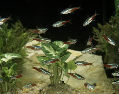 Neon Tetra, paracheirodon innesi 