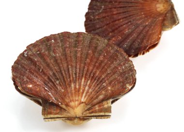 Fresh Scallops, pecten maximus against White Background  