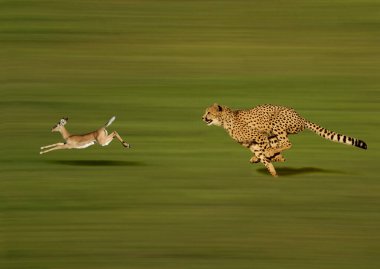 CHEETAH asinonyx jubatus, Yetişkin Avcısı Thomson 's Gazelle, Gazella thomsoni  