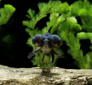 Baloncuk Gözlü Japon Balığı, karasik auratus  