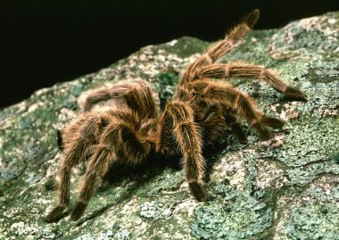 Şili Gülü Saçlı Tarantula, Gramostola Galası 