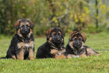 Alman Çoban Köpeği, Çimlerin üzerinde duran Yavru Köpek  