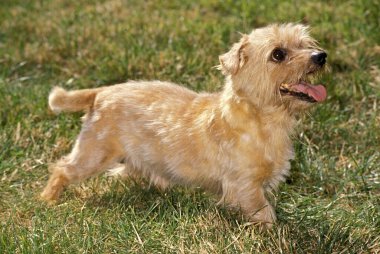 Norfolk Teriyer Köpeği Çimlerin üzerinde duruyor 
