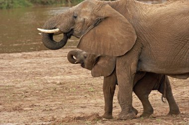 Afrika fili, loxodonta africana, Anne ve buzağı içme suyu, Kenya 'daki Masai Mara Parkı  