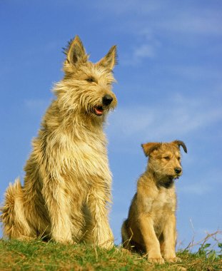 Picardy Çoban Köpeği, Yavru Anne   