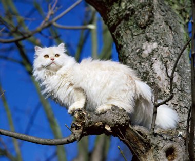 Kabuk Cameo Pers Evcil Kedisi Ağaçta duruyor 