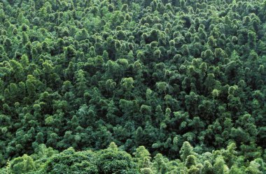 Lüks Bitkilerle Tropikal Orman, Hawaii   