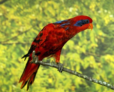 Mavi Çizgili Lory, eos reticulata  