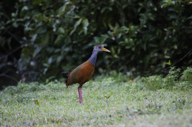 Gri boyunlu korkuluk, Aramides Cajanea, Venezuela 'daki Los Lianos 
