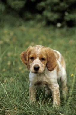 Brittany Spaniel Köpek, Köpek Çimlerin üzerinde duruyor  