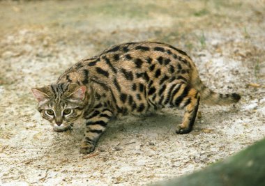 Black-Footed Cat, felis nigripes, Adult  clipart